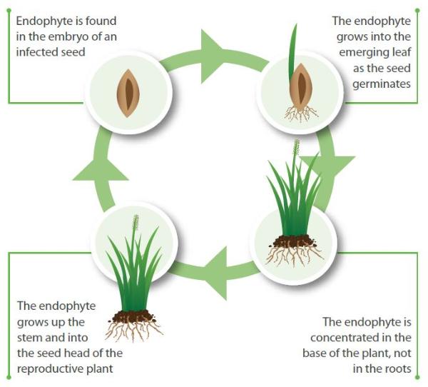 Endophyte lifecycle